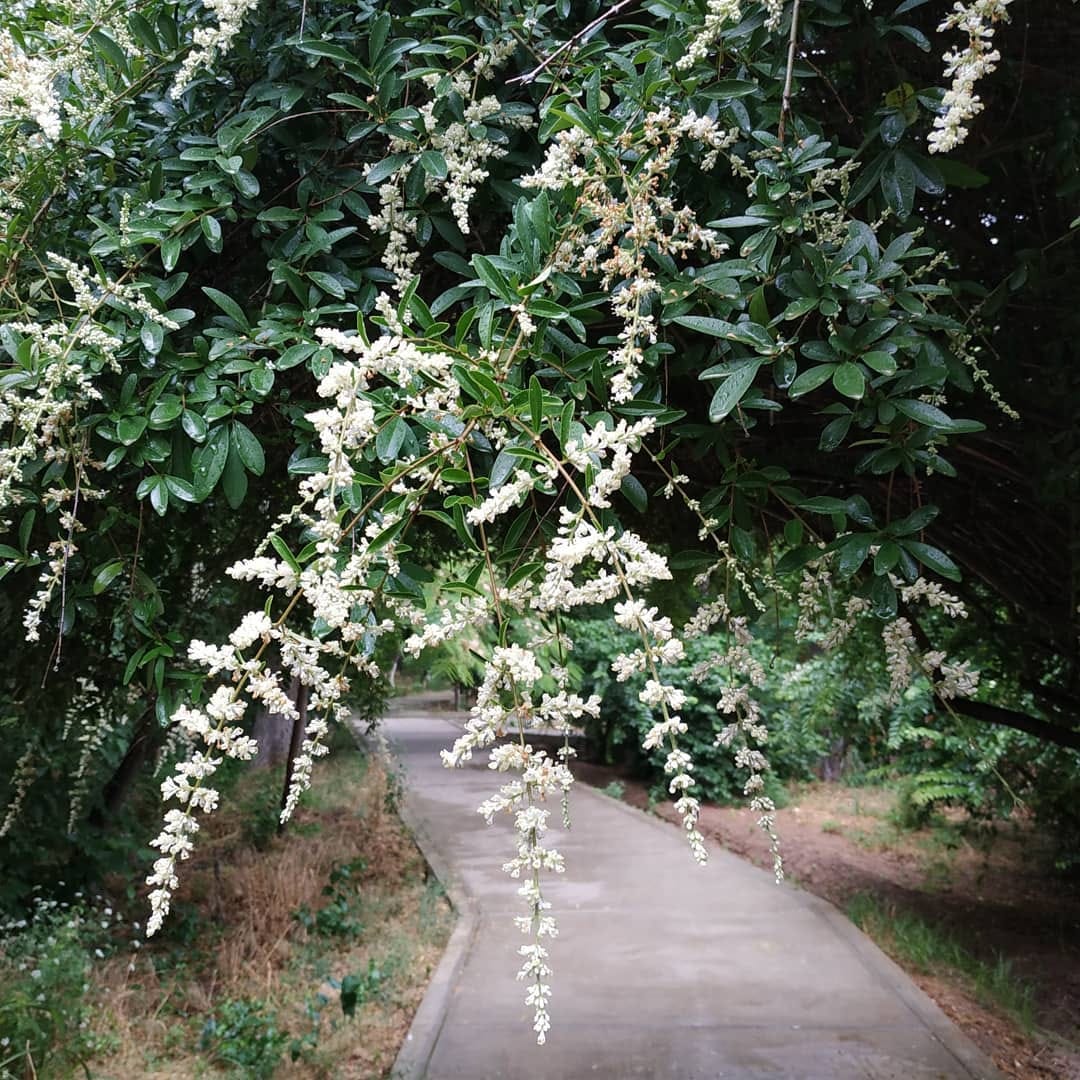 Weather in Ashgabat and velayats on July 13