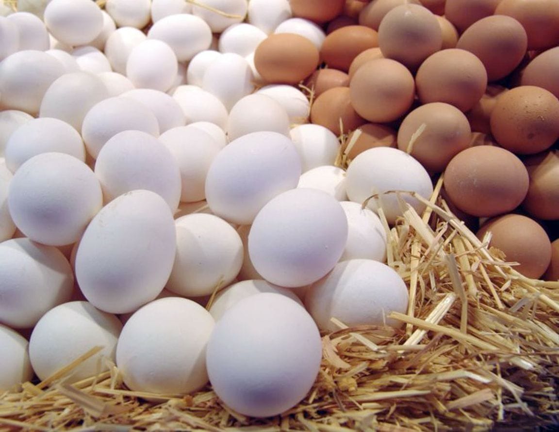 Eşret farming association produces more than 30 thousand chicken eggs per day