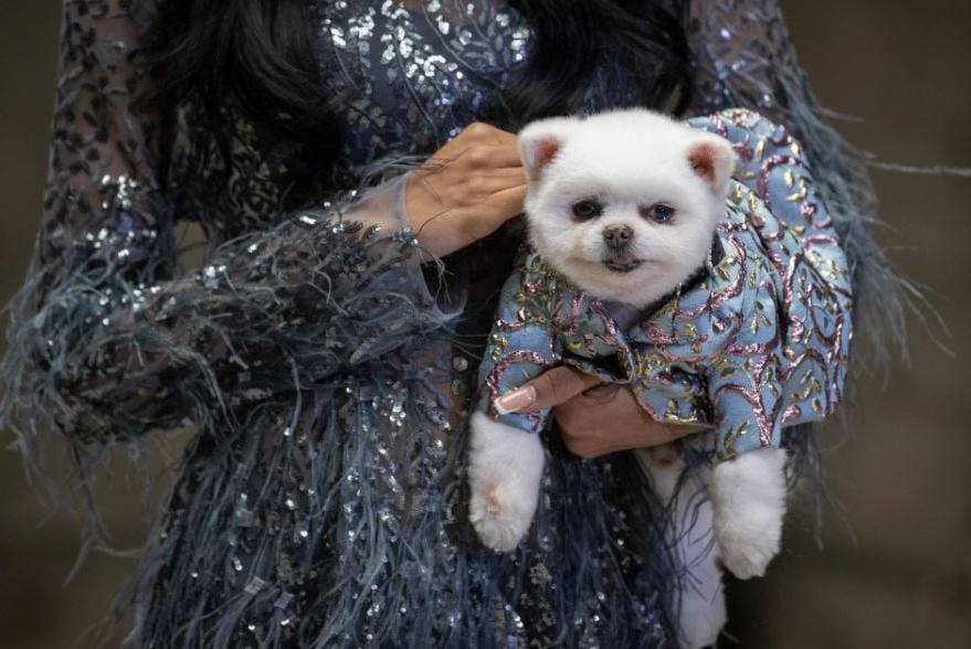 Домашние животные приняли участие в модном показе