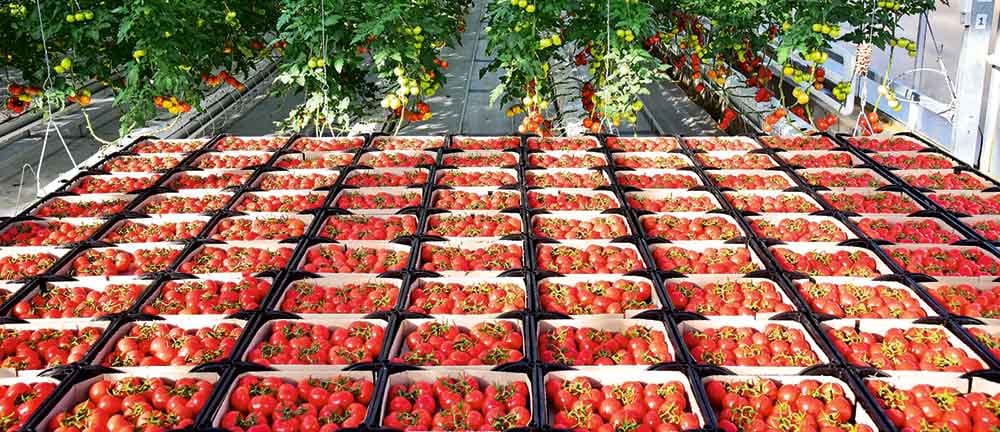 Daşoguzdaky ýyladyşhana toplumynda 2 müň tonna pomidor hasyly alnar