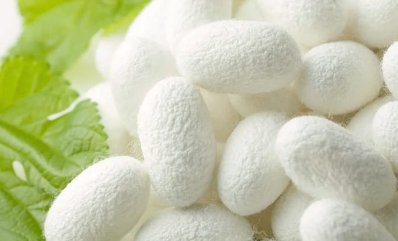 Туркменские ученые намерены широко применять в косметологии масло из куколок шелкопряда 