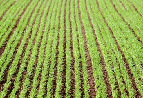 В Туркменистане проводятся мероприятия по защите посевов озимой пшеницы