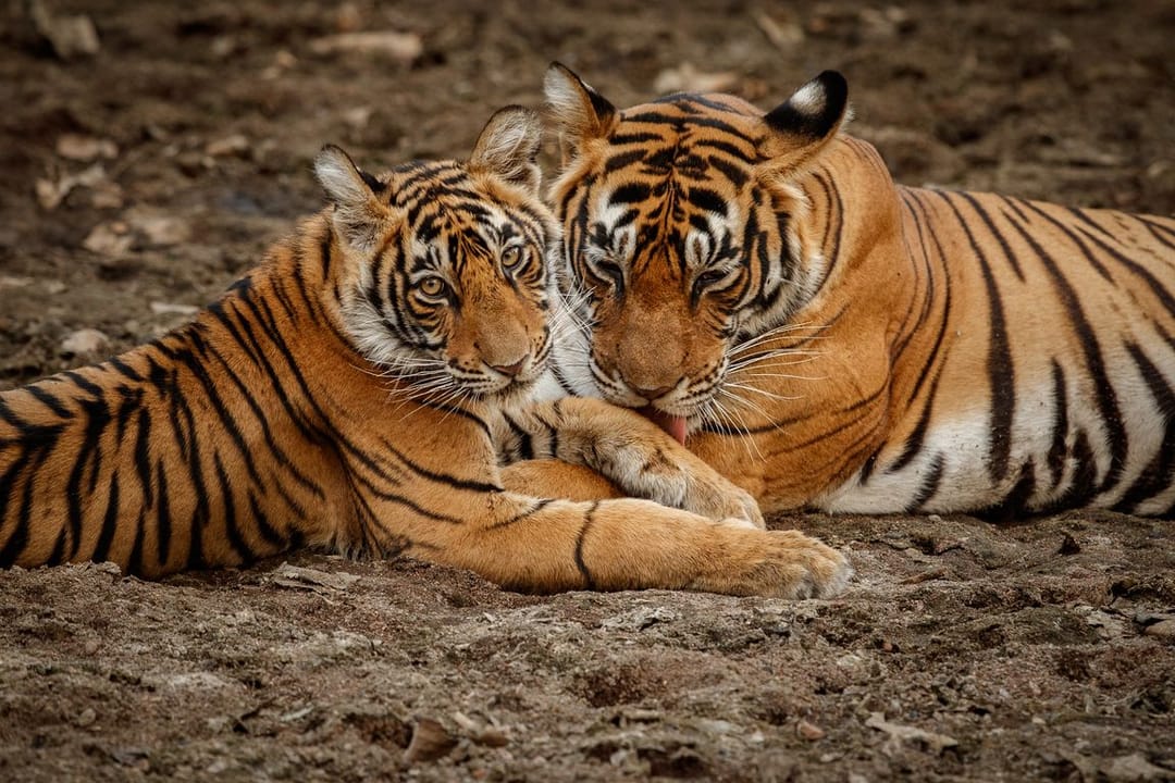 A new vast tiger reserve will appear in central India