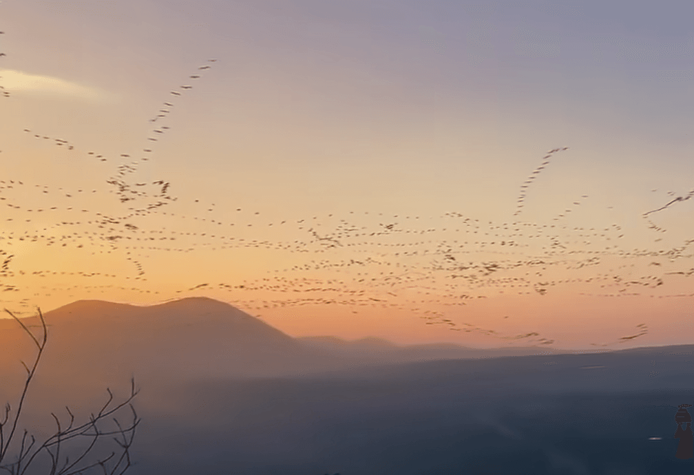 Internetde guşlaryň iň köp uçýan ugrunyň wideosy peýda boldy