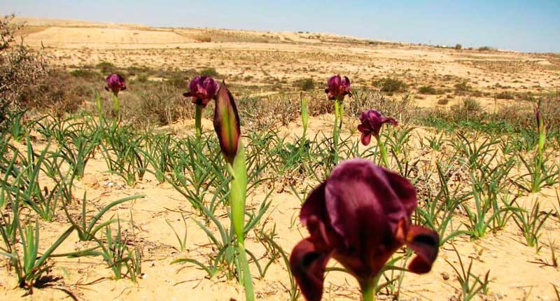 Туркменистан проводит комплексную работу по сохранению биологического разнообразия