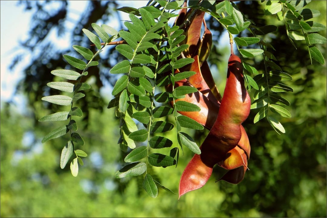 В Туркменистане разработана технология получения природного загустителя из гледичии