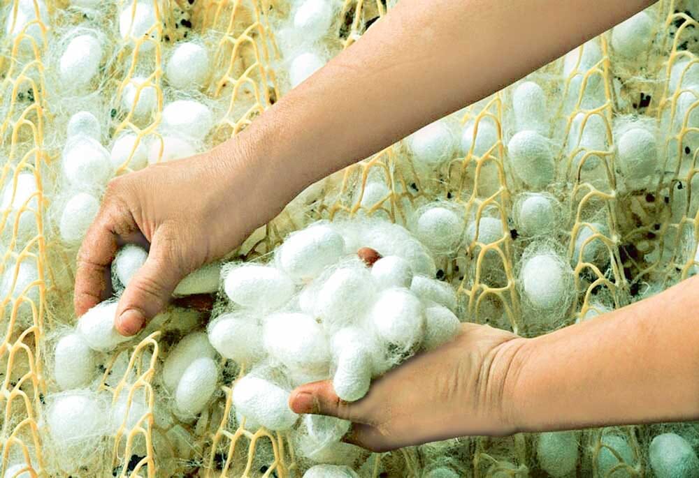 Lebap welaýatynda pile ýygnamaga köpçülikleýin girişildi