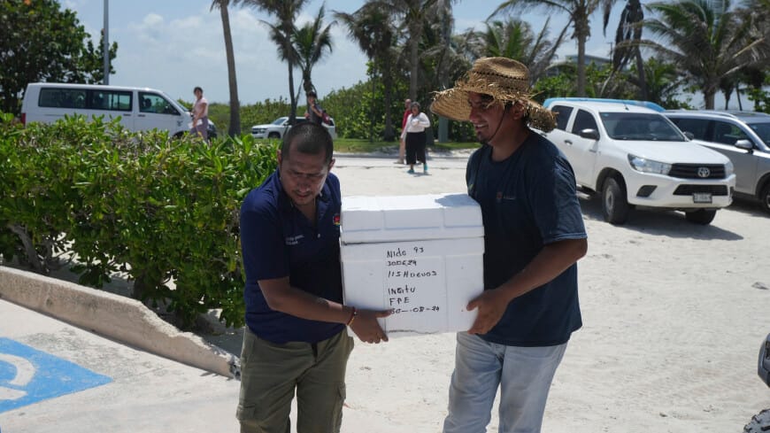 В Мексике принимают меры по защите черепашьих яиц от надвигающегося урагана «Берил»