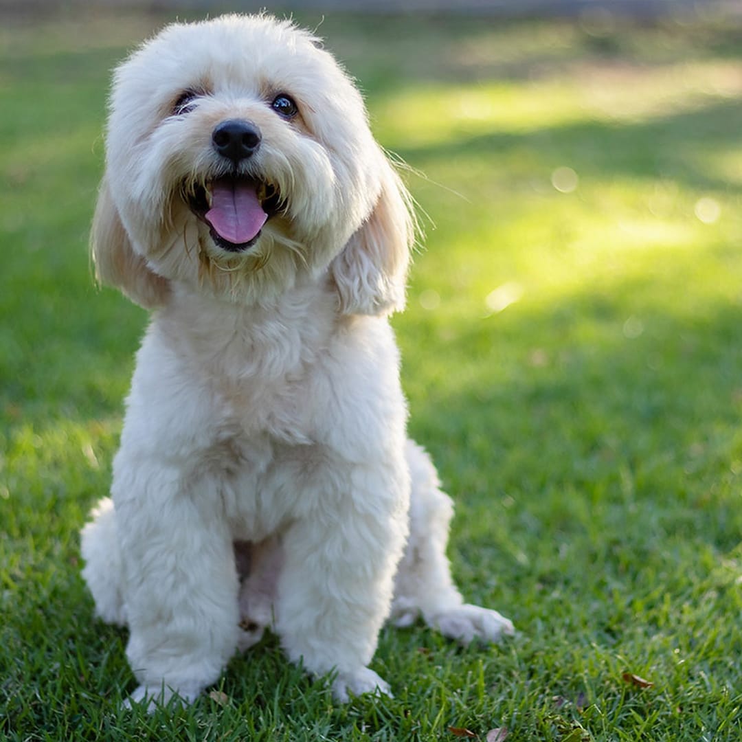 Главу итальянской мафии выдал любимый пудель