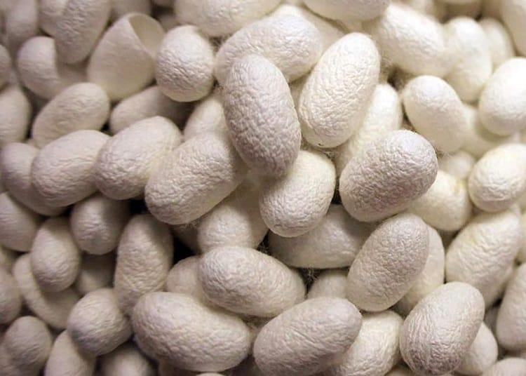 Türkmenistanyň ýüpekçileri pile öndürmek boýunça şertnamalaýyn borçnamalaryny üstünlikli ýerine ýetirdiler