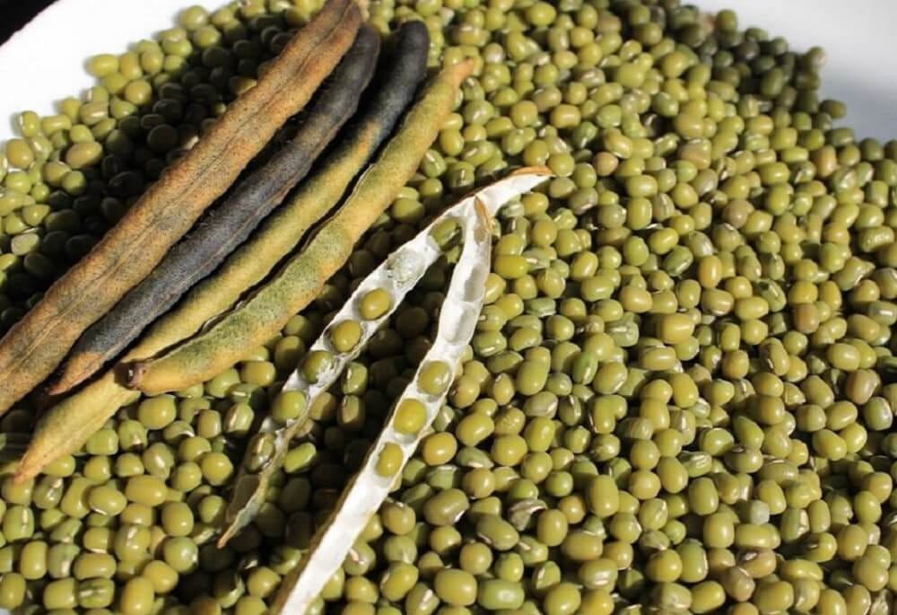 Türkmenistan 10 aýda 14 müň tonna golaý mäş eksport etdi