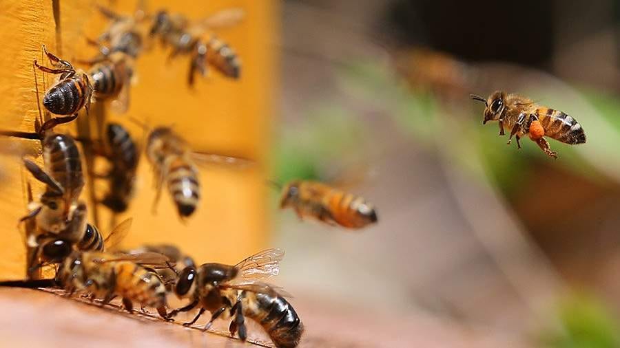 Пчеловоды северного региона Туркменистана производят около 5 тонн мёда за год