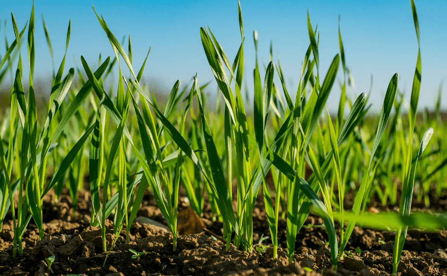 Щедрый на осадки февраль порадовал аграриев восточного региона Туркменистана