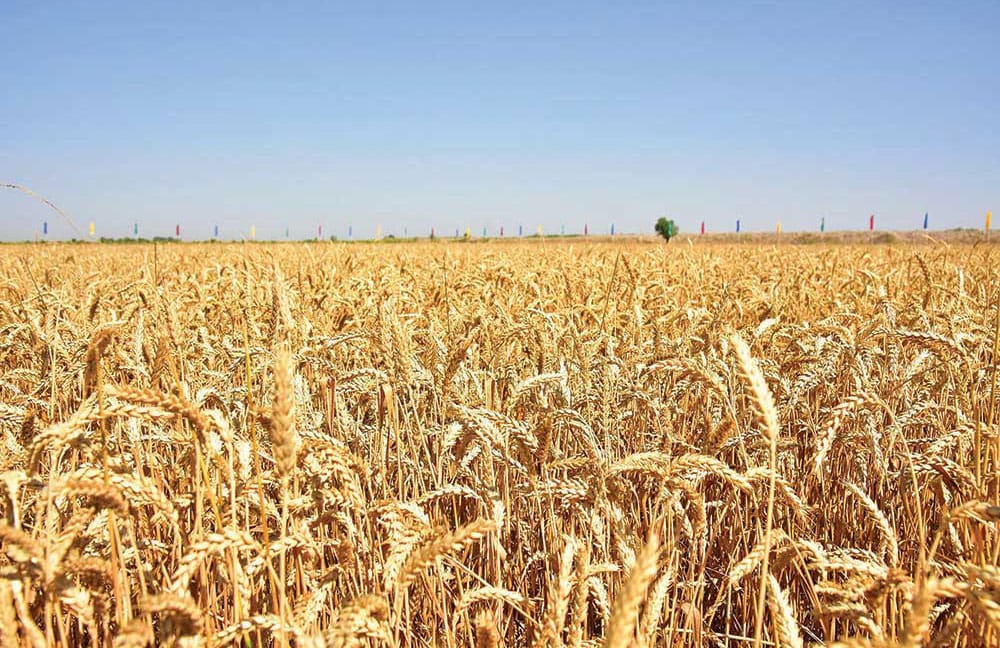 FAO expert visited Turkmenistan as part of a project to strengthen locust control