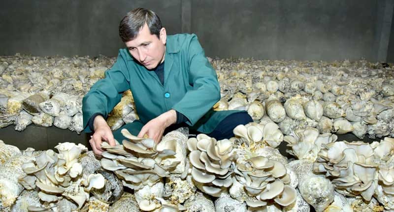 Туркменский исследователь запатентовал способ выращивания грибов на хлопковых отходах 
