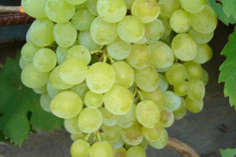 «Семь тысяч лет виноградарства»