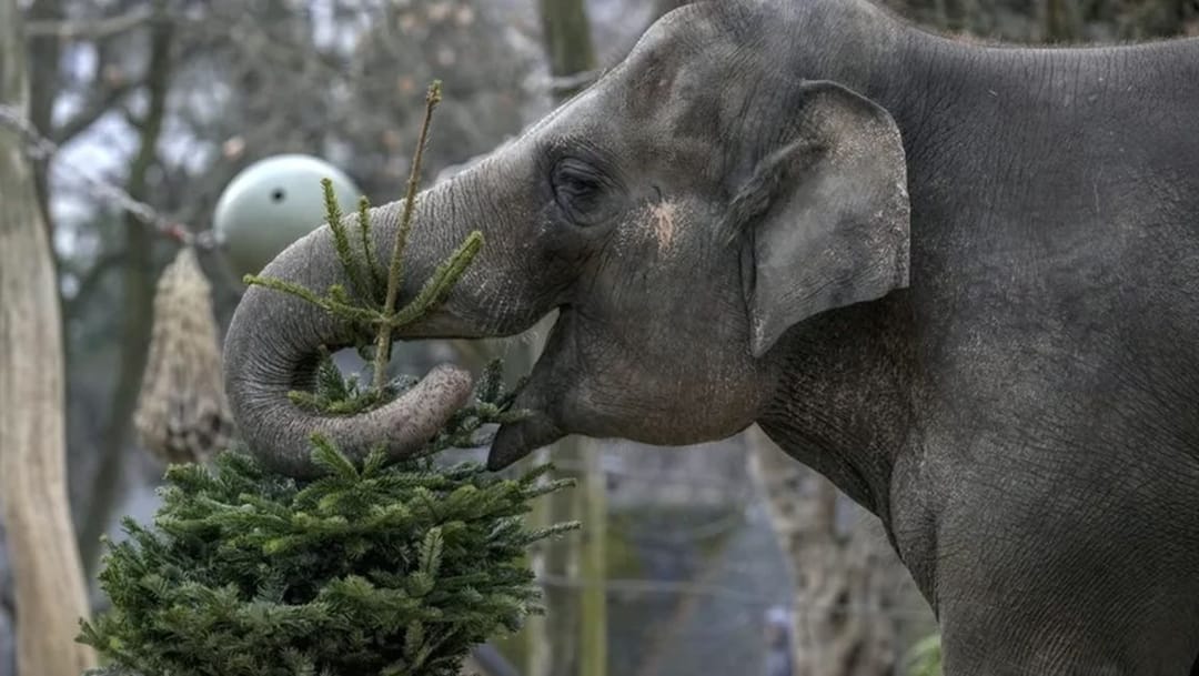 ABŞ-da kazyýet piller bilen adamlaryň arasyndaky tapawudy ykrar etdi