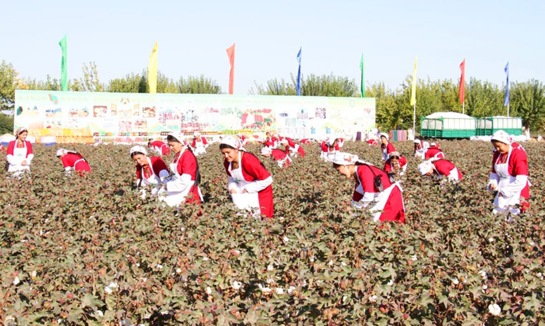 К сбору «белого золота» приступили хлопкоробы Дашогузского велаята