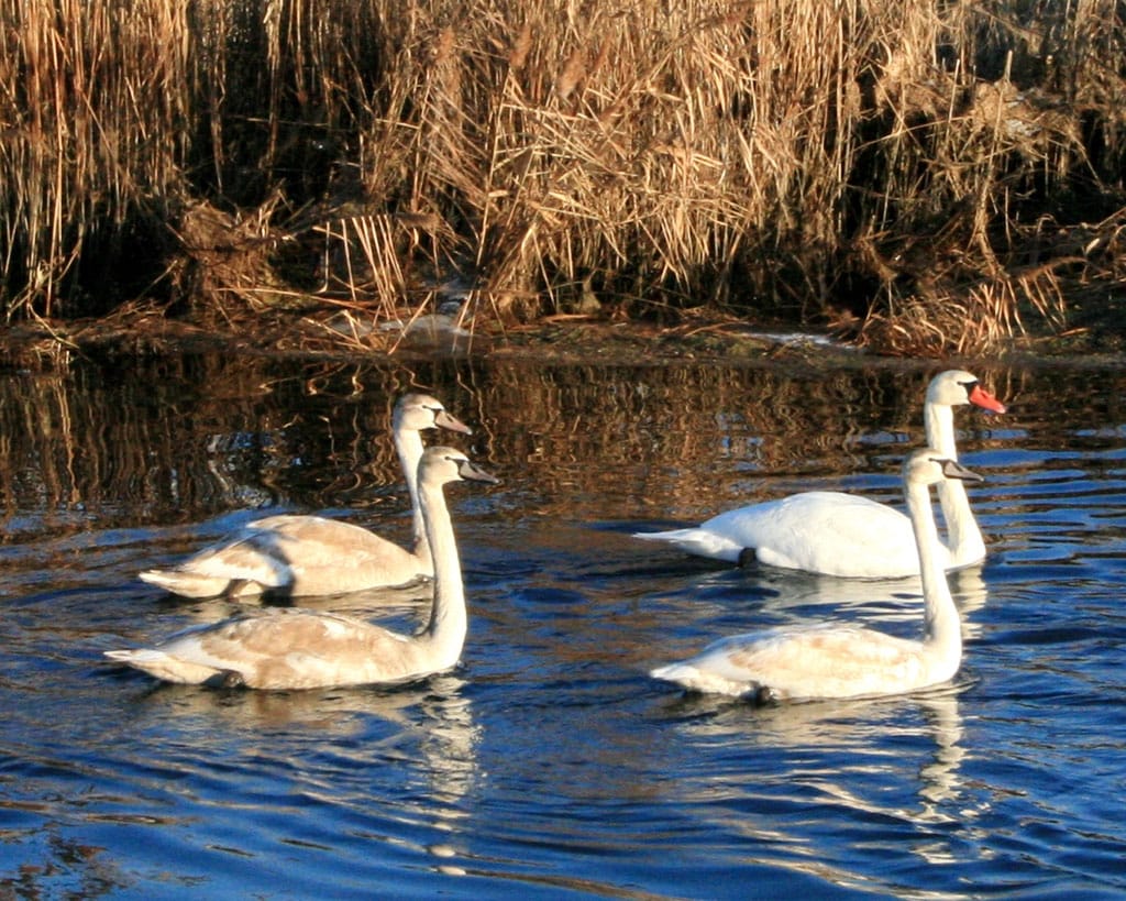 В Хазарском заповеднике обсудили предварительные результаты экспедиции «Рамсар 2024»
