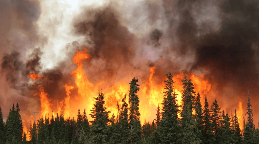 Güney Kore'nin güneydoğusunda başlayan orman yangınları, yaklaşık 15 bin hektarlık alanı kül etti