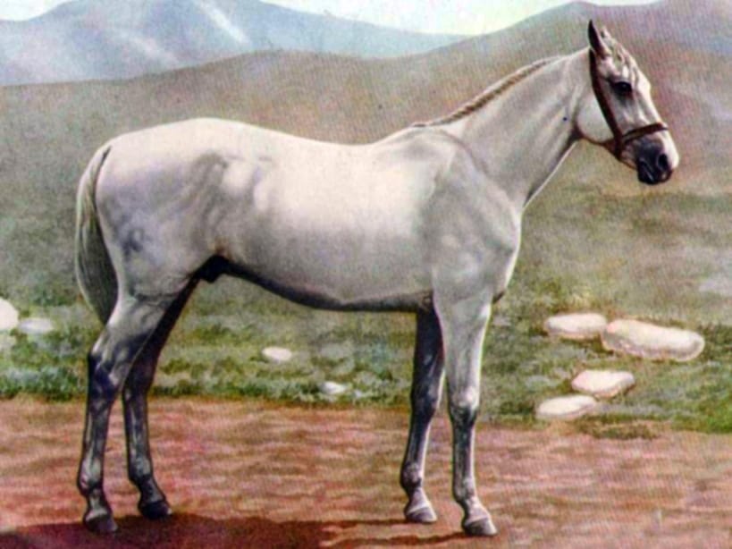 Древний собрат ахалтекинца - йомудская порода лошадей