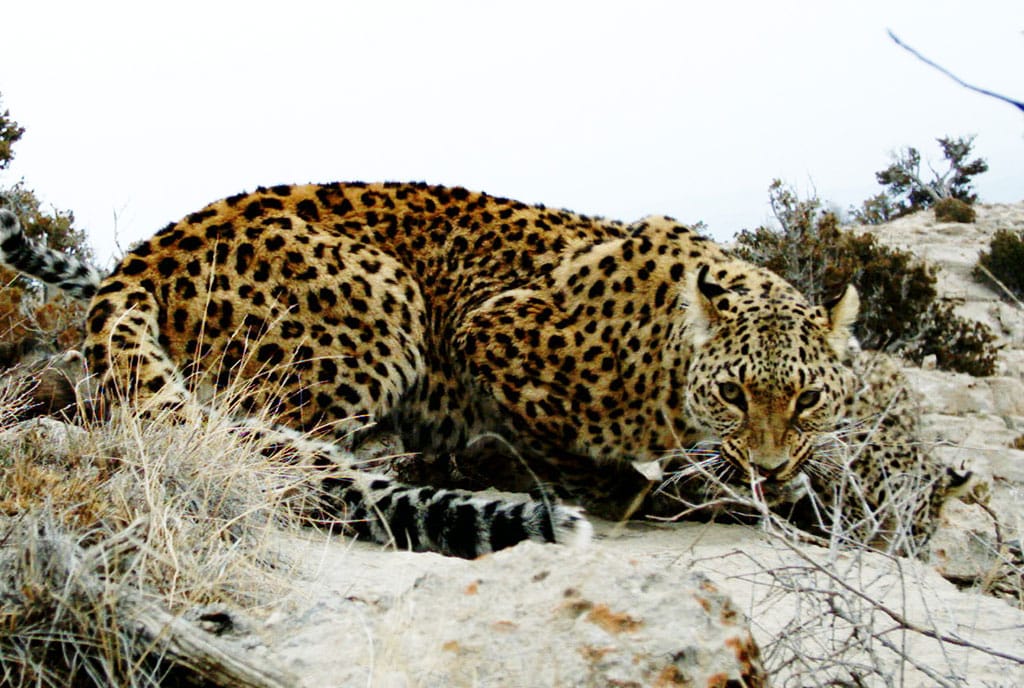 Научная экспедиция провела мониторинг ареала обитания переднеазиатского леопарда