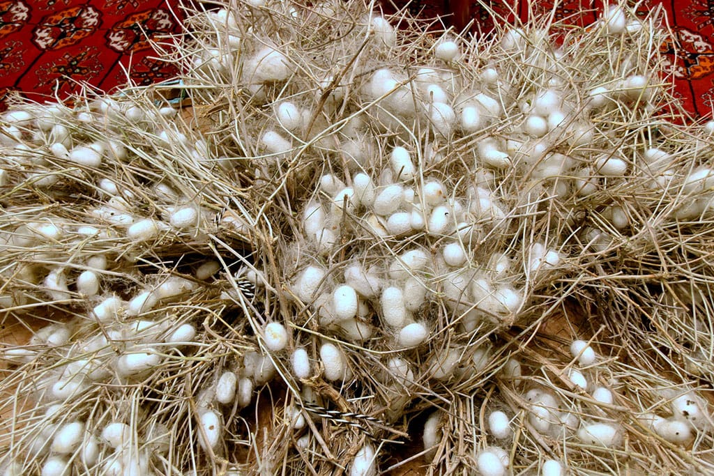 В Туркменистане определены лучшие производители в шелководстве