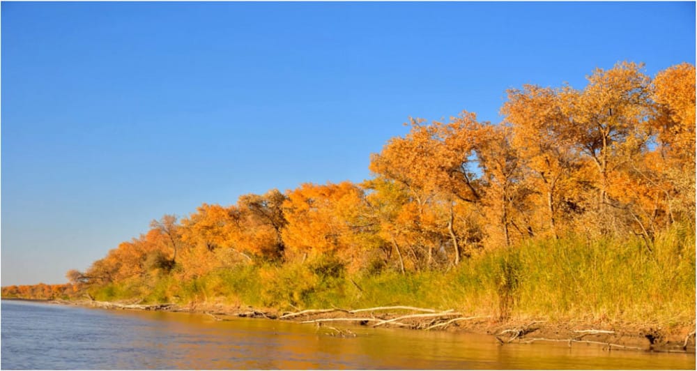 Общество охраны природы Туркменистана приглашает эковолонтёров