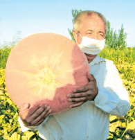 Житель Дашогузского велаята вырастил тыкву-великана весом более 166 кг