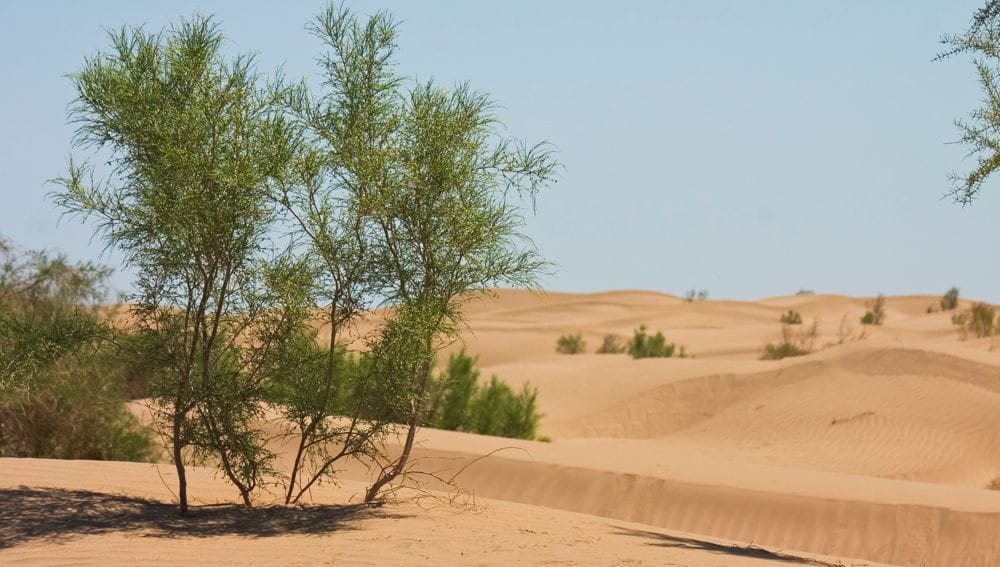 Центрально-каракумский стационар «Каррыкуль» в Туркменистане – центр науки о пустыне