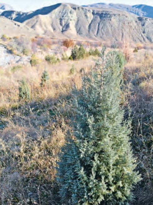 Арчовый лес поднимается на одном из склонов Копетдагского заповедника Туркменистана