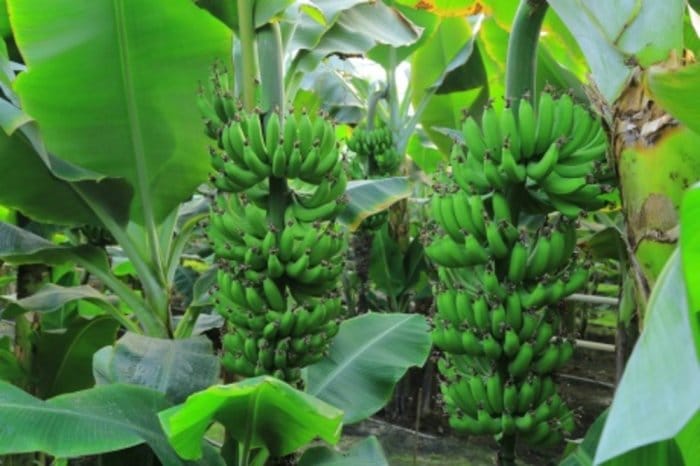 Предприятие «Ферхар» в 2021 году намерено собрать 70 тонн бананов в Туркменистане
