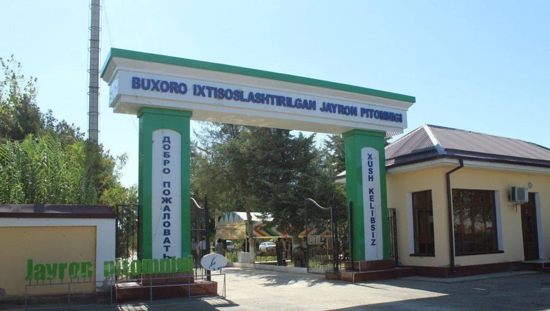 В государственный заказник Каракалпакстана переселили 31 туркменского кулана 