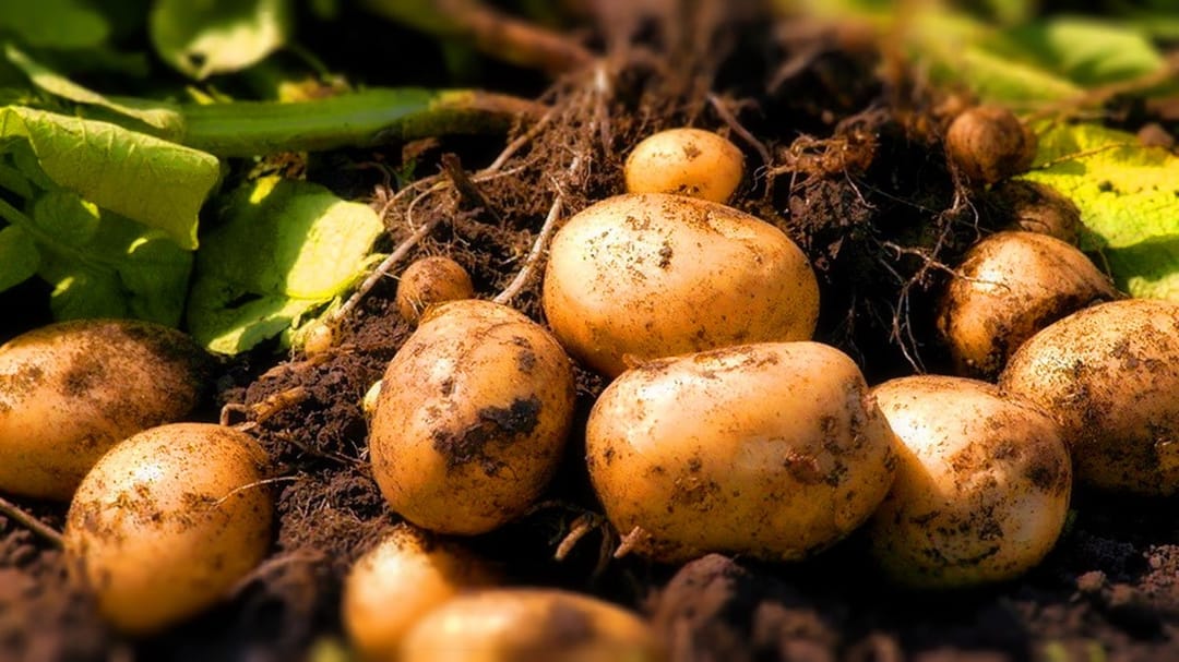 В Дашогузском велаяте Туркменистана завершили посадку осеннего картофеля