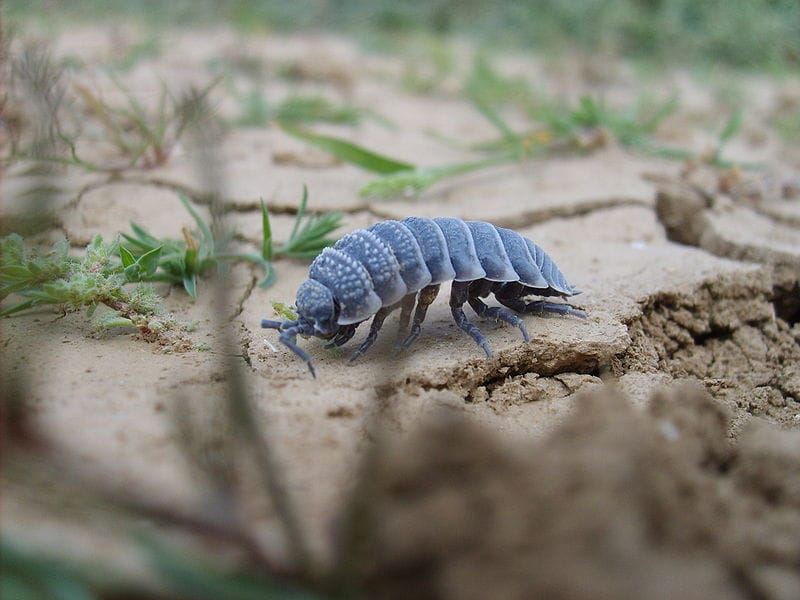 Gaplaňgyr goraghanasynda oňurgasyz jandarlaryň täze görnüşleri bellige alyndy