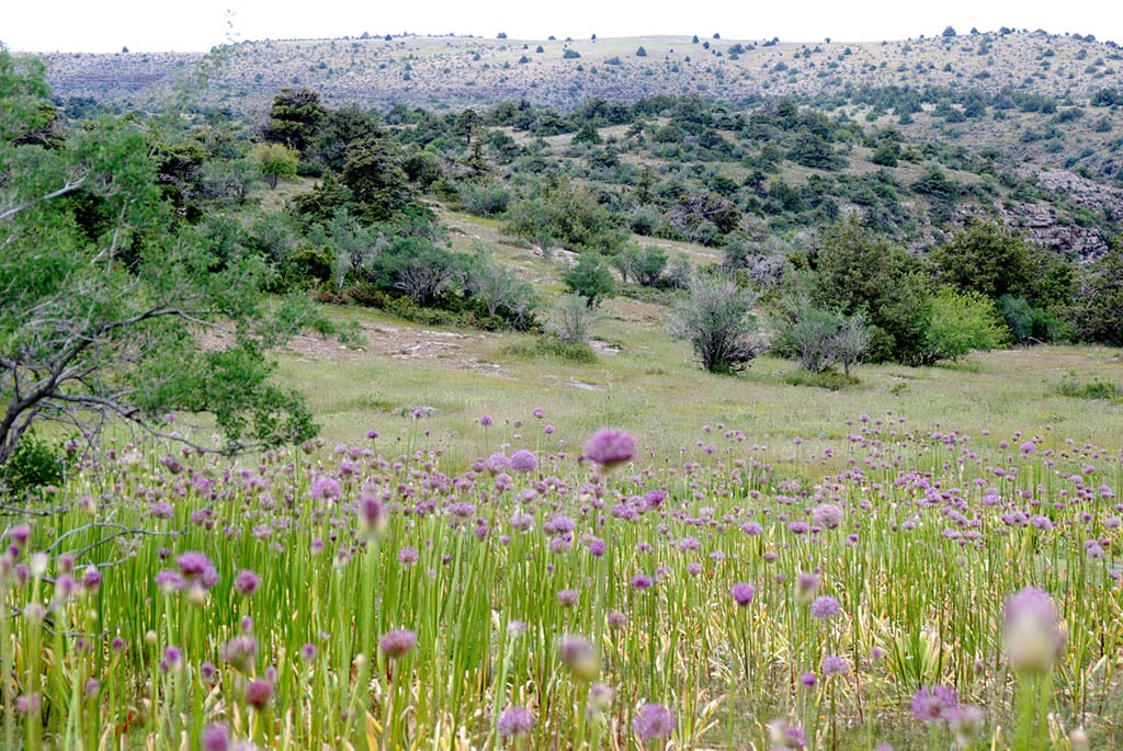 Завершилась очередная экспедиция по изучению туркменских тугаев 