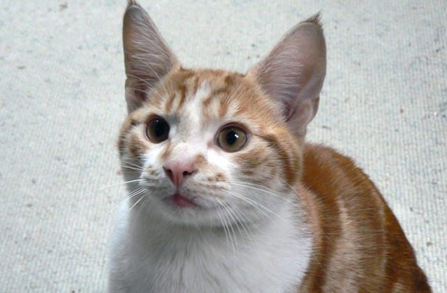 Britaniýada on ýyl mundan öň ýiten pişik tapyldy