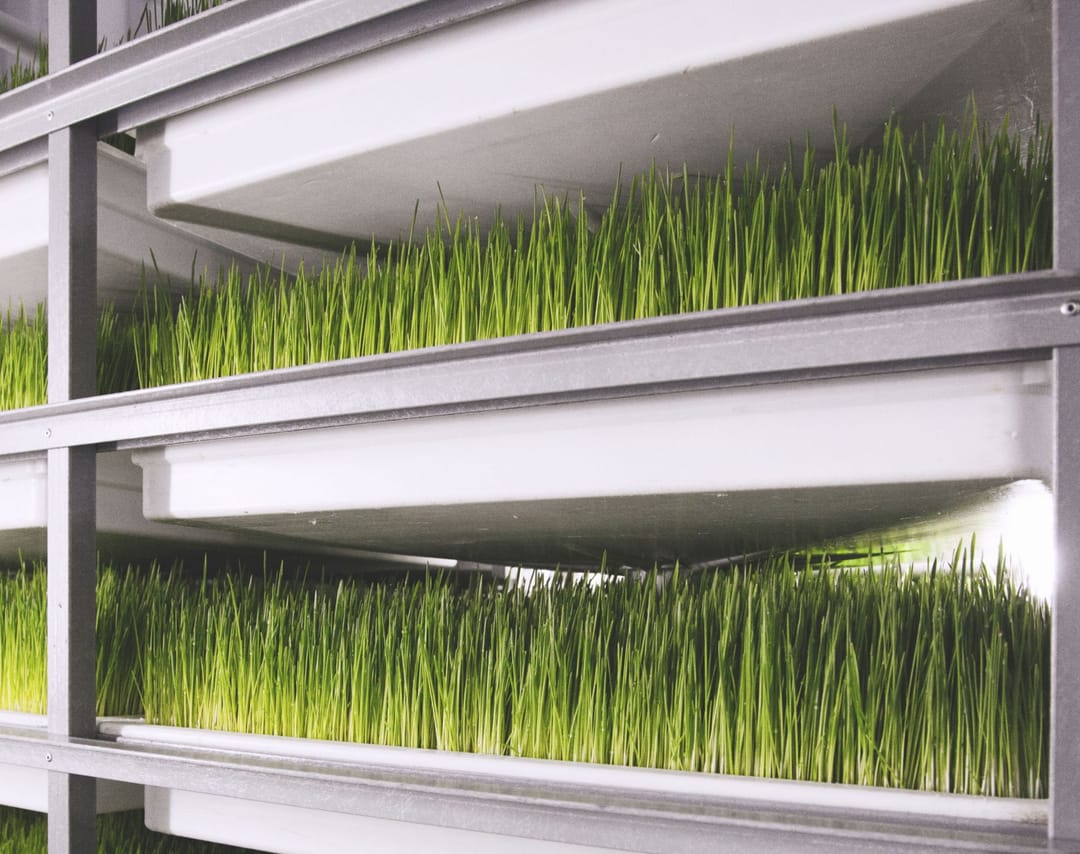 Turkmen horse breeders are aimed at introducing technology for the production of “live” feed