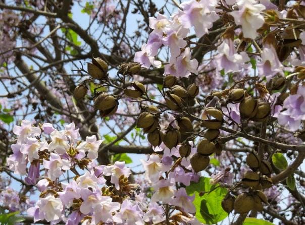 Туркменские биологи помогают предпринимателям размножать павловнию в пробирках