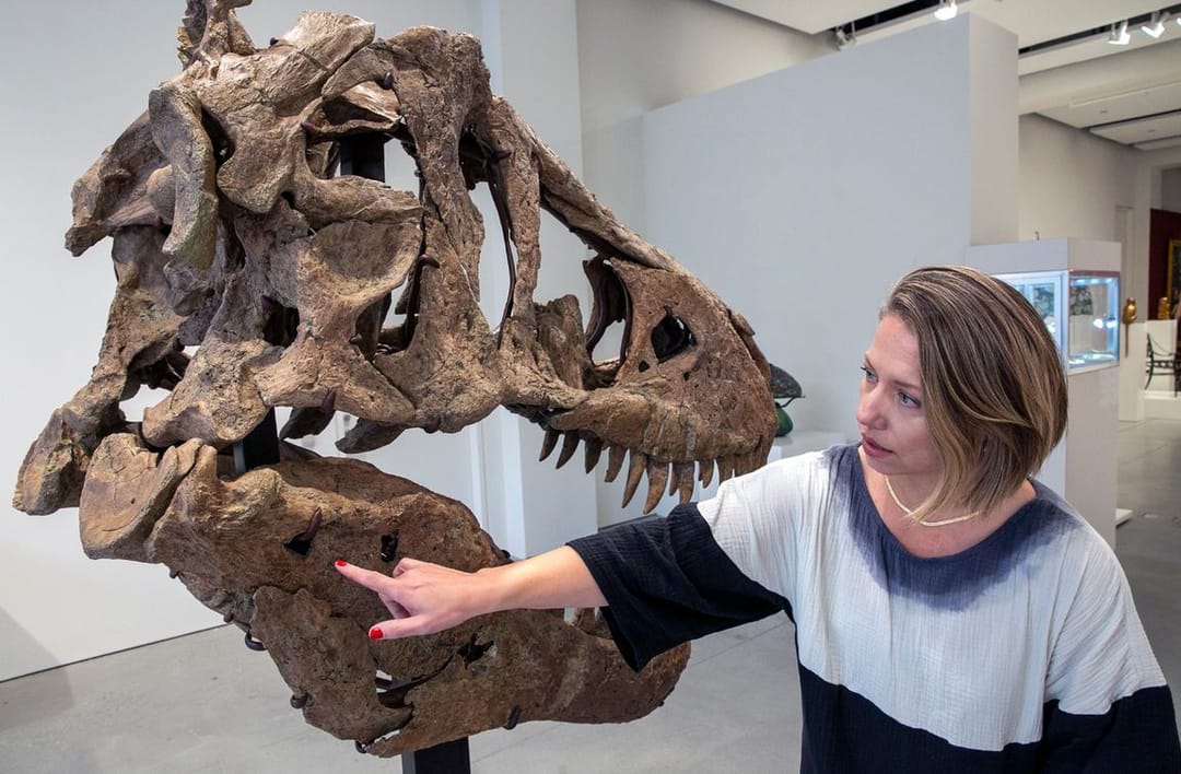 Dinozawryň kelleçanagy 6 million dollara satyldy