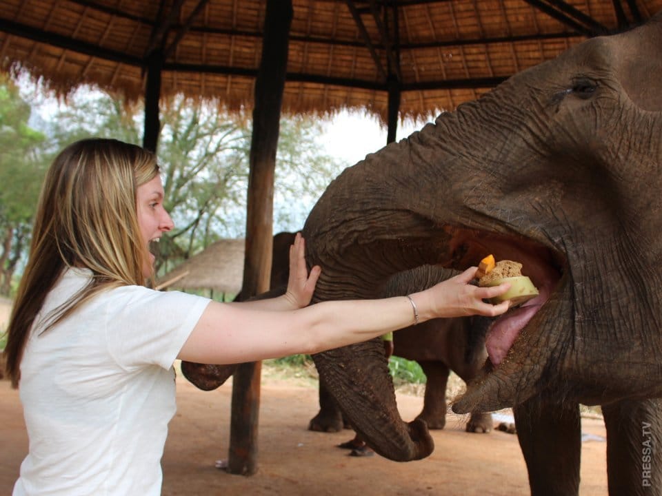 В Европе открылся первый приют для престарелых слонов 