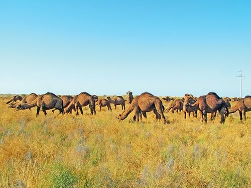 Призывник научного подразделения Военного института Минобороны Туркменистана изучает свойства верблюжьего чала