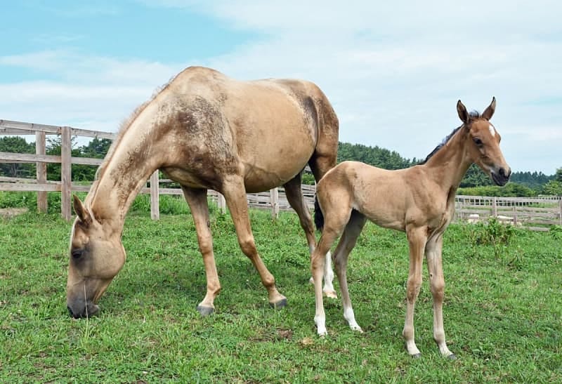 В Японии на конном ранчо Hasegawa родился еще один жеребёнок-ахалтекинец