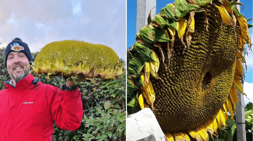 Britaniýaly agramy alty kilogram bolan günebakar ösdürip ýetişdirdi