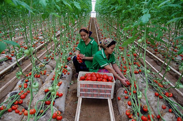 Туркменские предприниматели заинтересованы теплицами производства турецкой компании «NASSAN»  