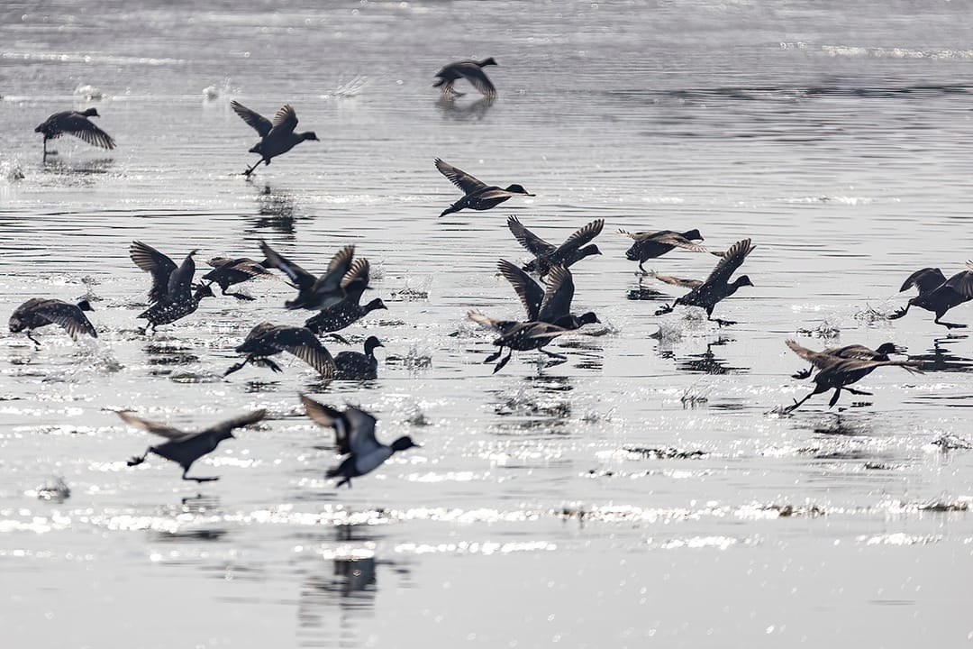 В Туркменистане утвердили новые правила охоты