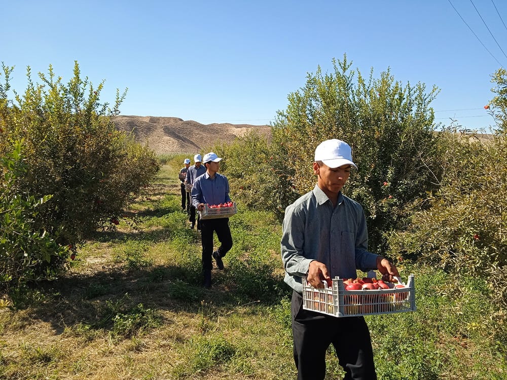 В субтропиках Туркменистана идет сбор урожая гранатов