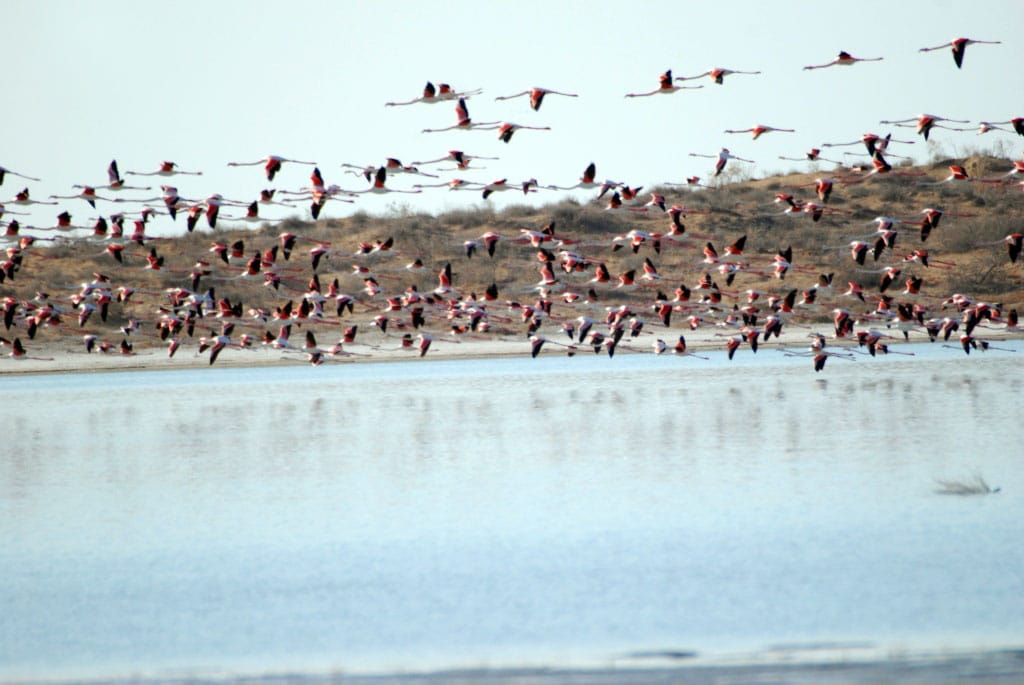 Туркменские заповедники проводят мероприятия к годовщине подписания  Рамсарской конвенции 
