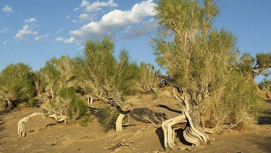 В Туркменистане планируется высадить тысячи саженцев саксаула 