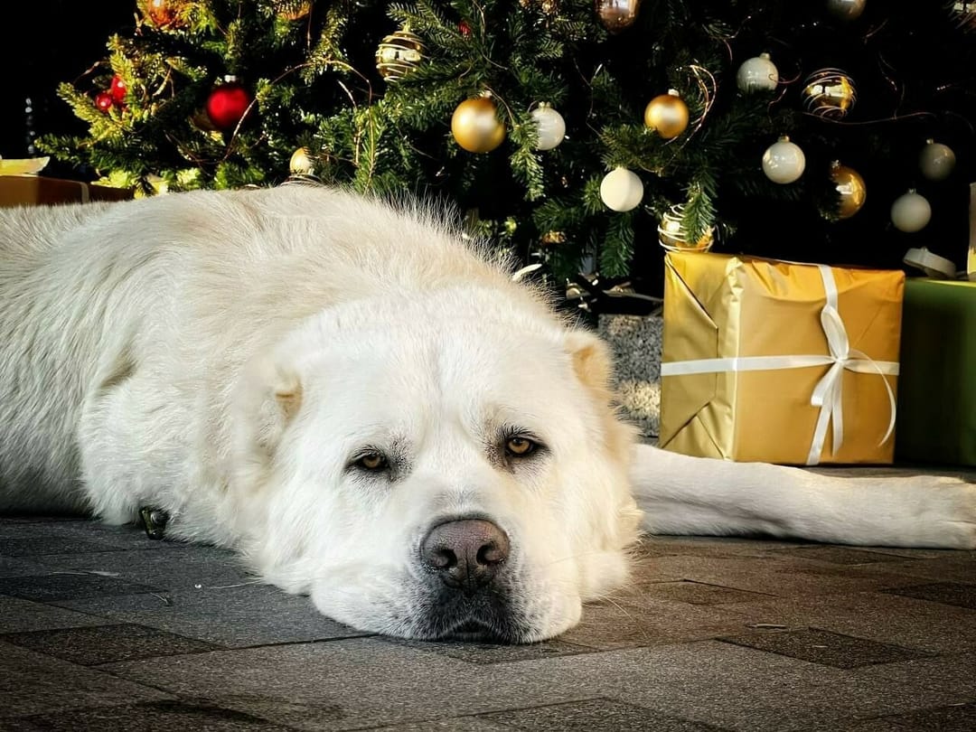 Minnihanow Akdusyň Täze ýyl suratyny paýlaşdy